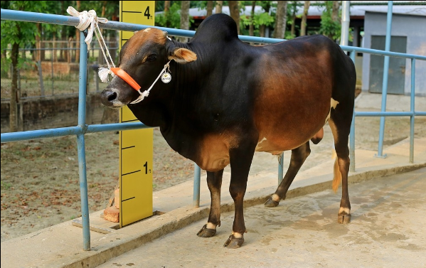 Male - Bull (ষাঁড়)